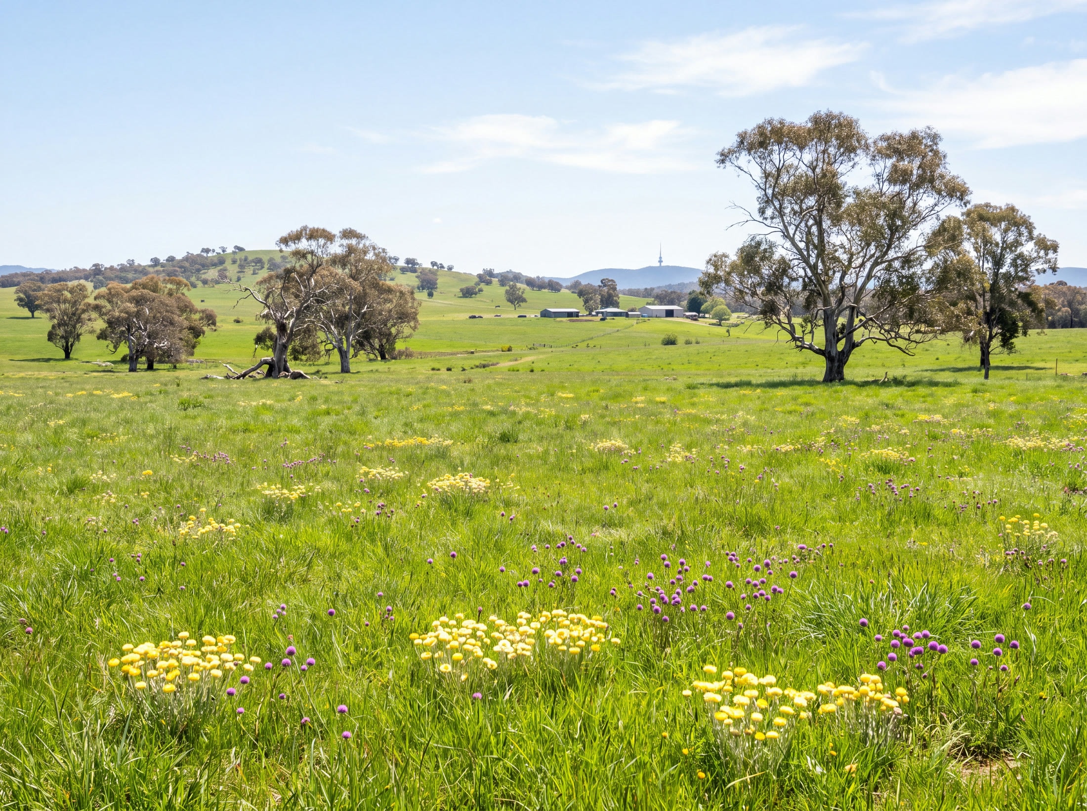 Open grassland and gum trees outside Canberra